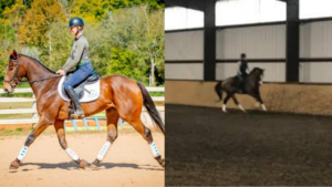 good quality horse picture on right vs poor quality horse picture on left