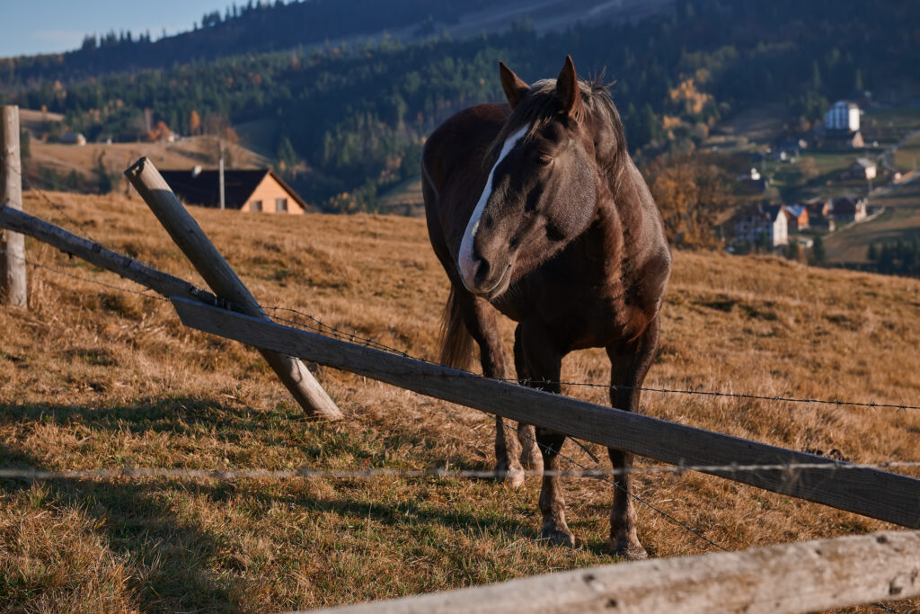 Horse standing next to a broken fence in a field