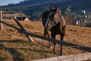 Horse standing next to a broken fence in a field